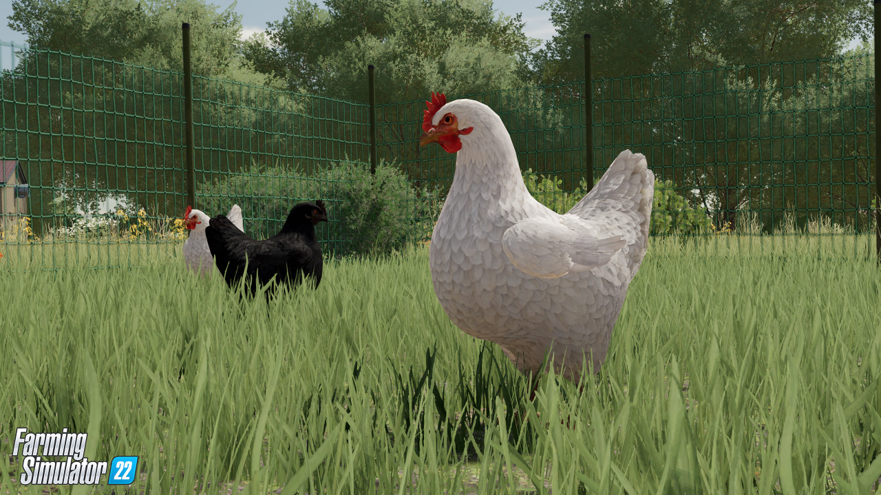 fs22-animals-guide-01-chicken_fs22planet.jpg
