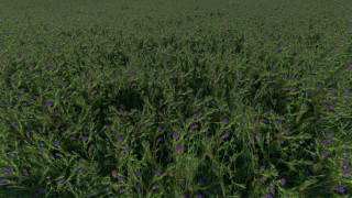 Clover and Alfalfa Texture