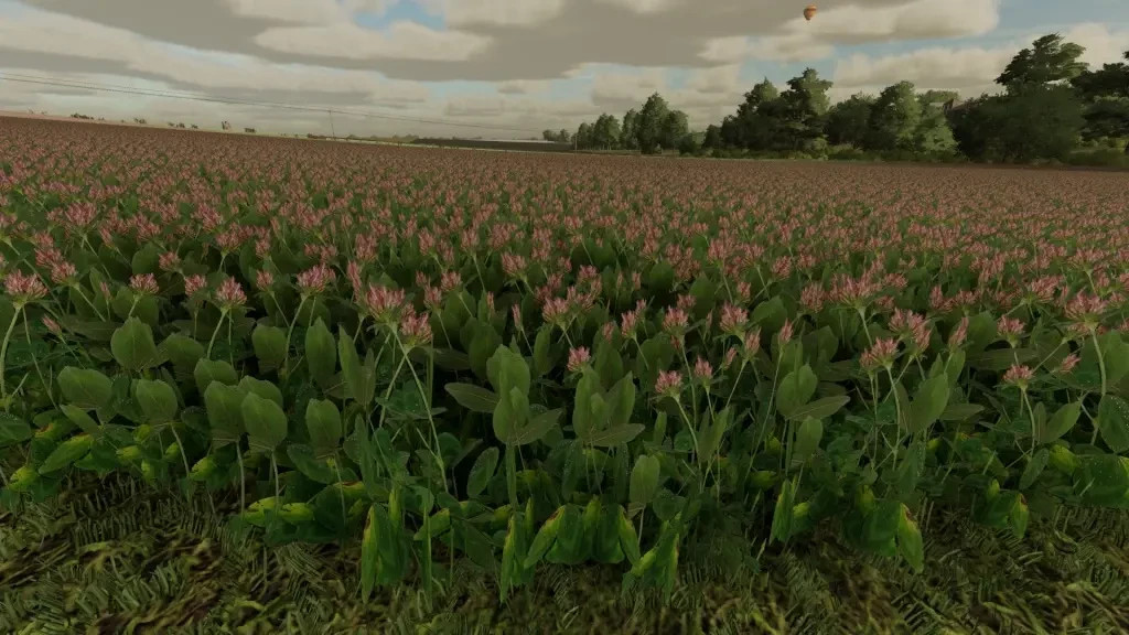 Clover and Alfalfa Texture