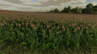 Clover and Alfalfa Texture